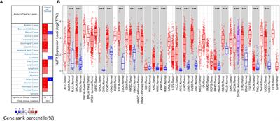 Nuf2 Is a Prognostic-Related Biomarker and Correlated With Immune Infiltrates in Hepatocellular Carcinoma